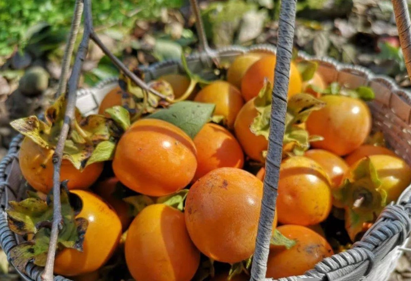 毛柿果實食用
