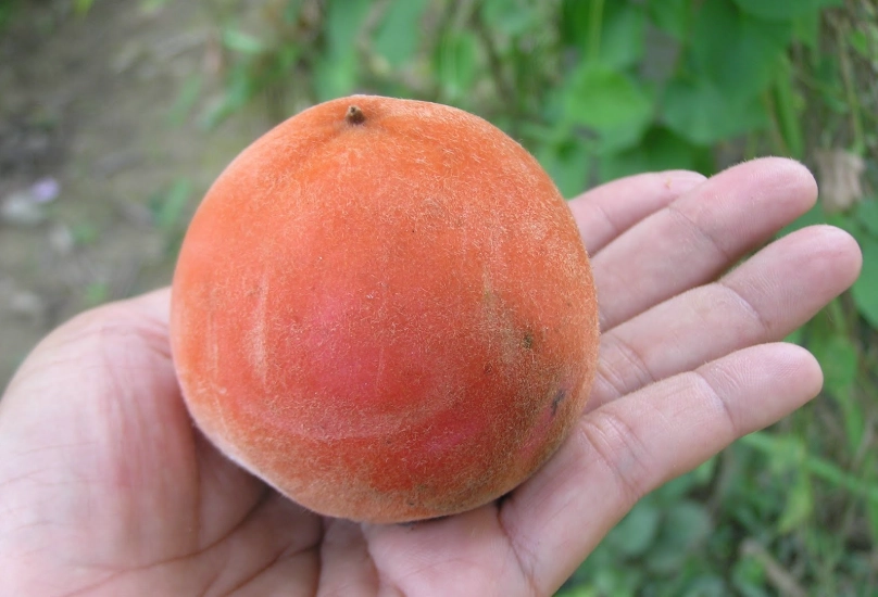 毛柿果實食用