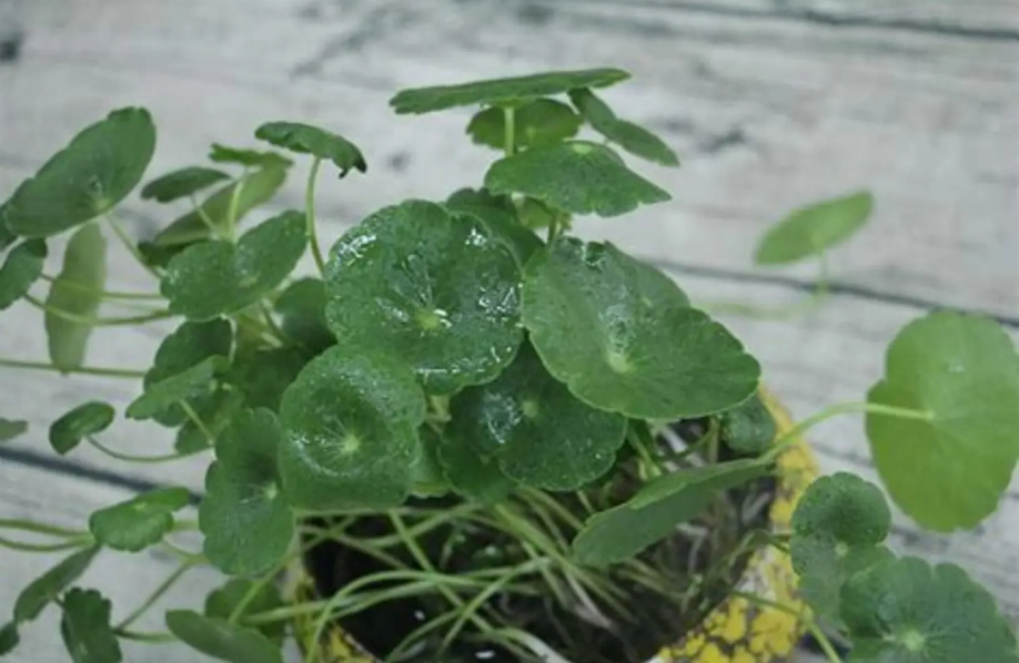 水耕銅錢草葉子變黃