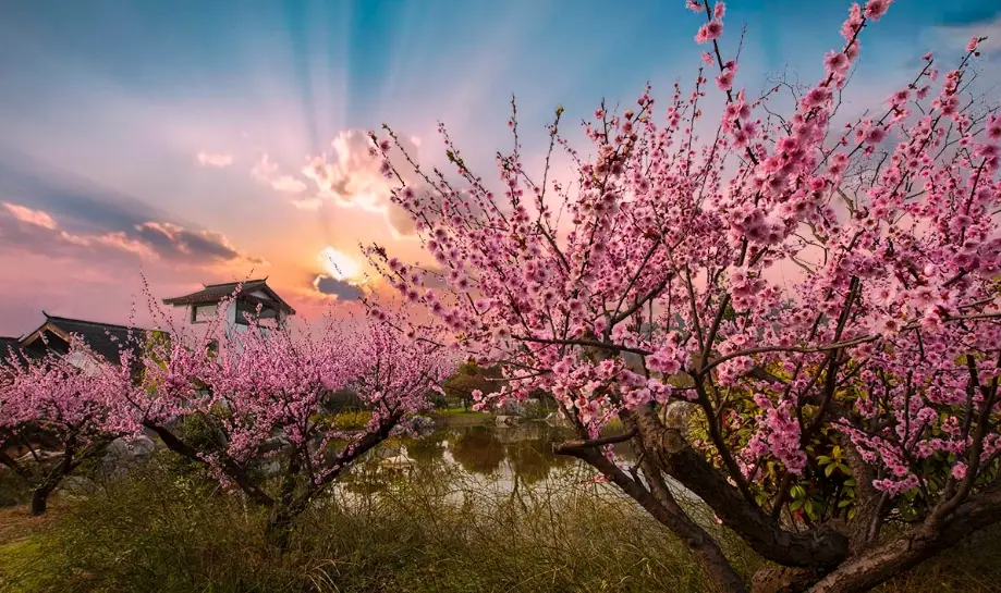 桃花花期
