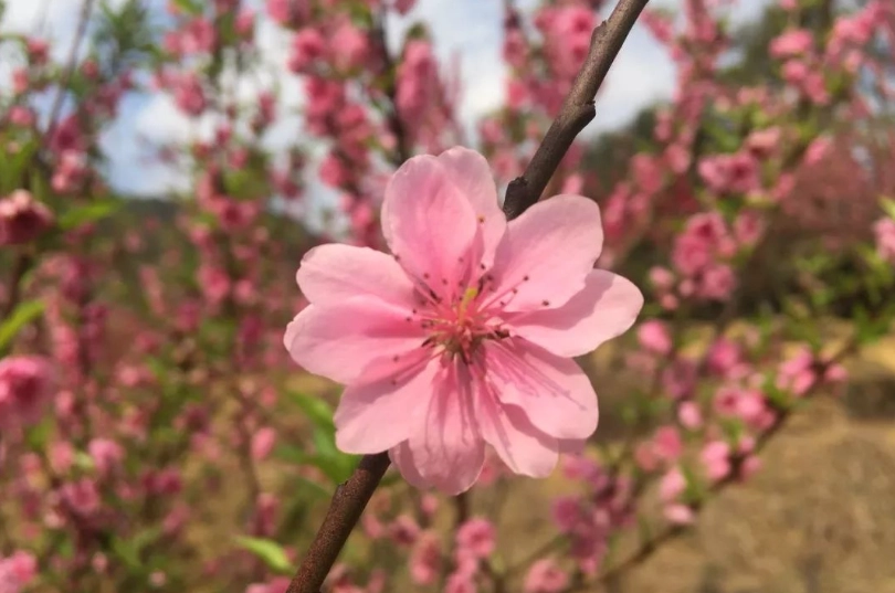 桃花花期
