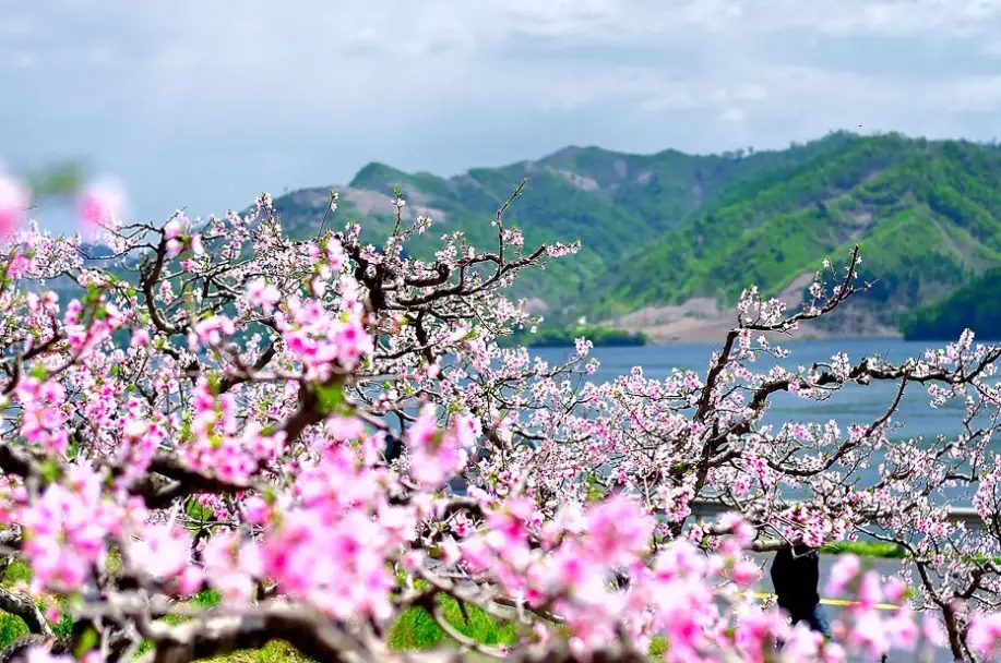 桃花花期