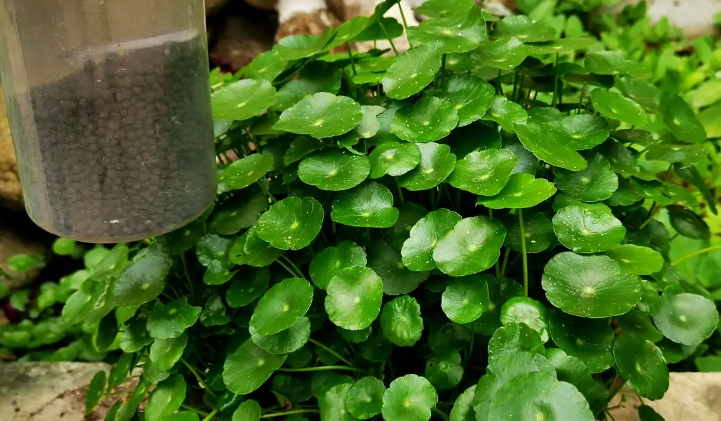 銅錢草水耕爛根