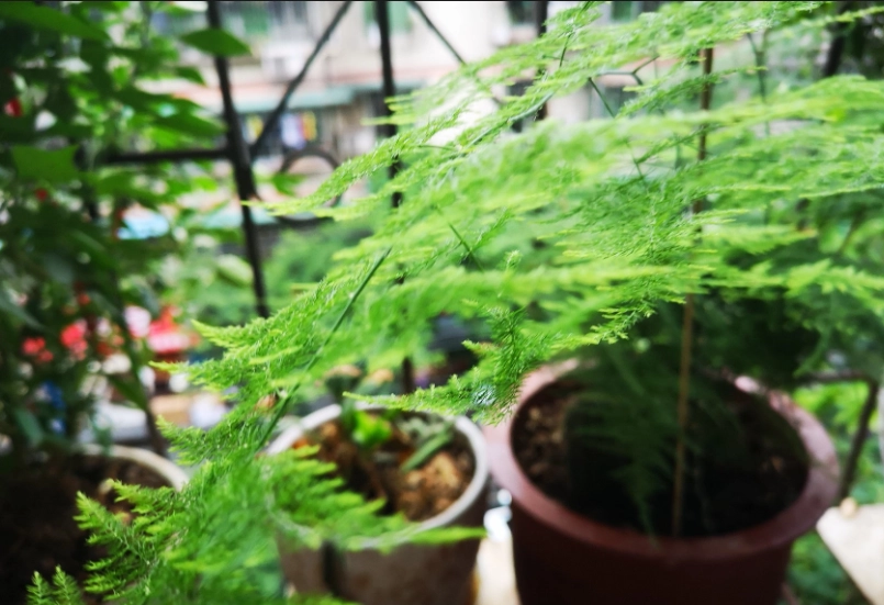 文竹澆水