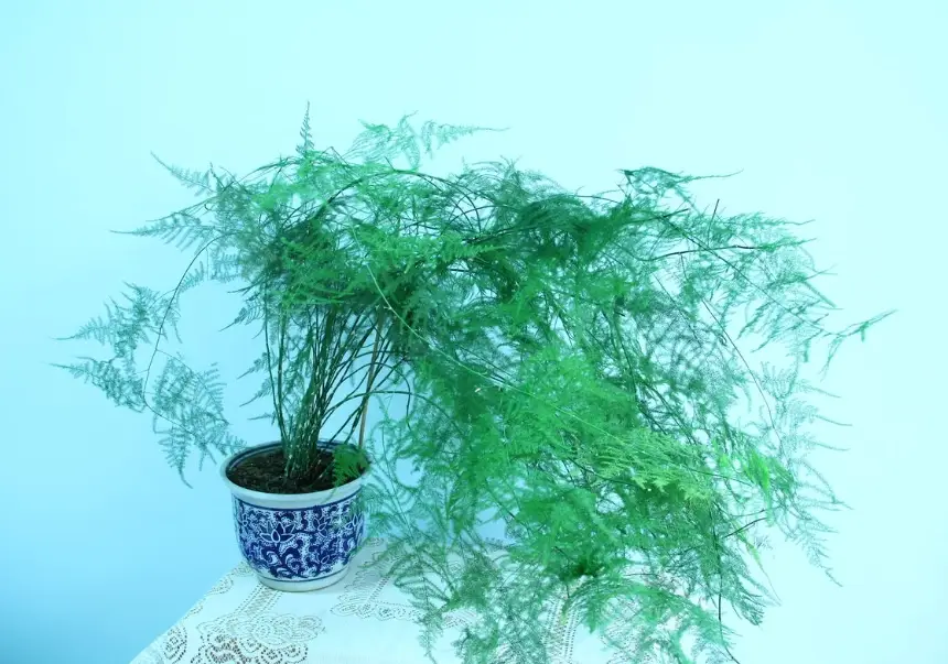 文竹葉子發黃