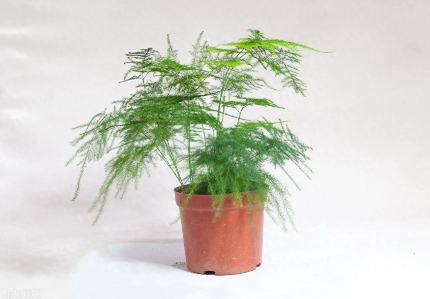 文竹澆水