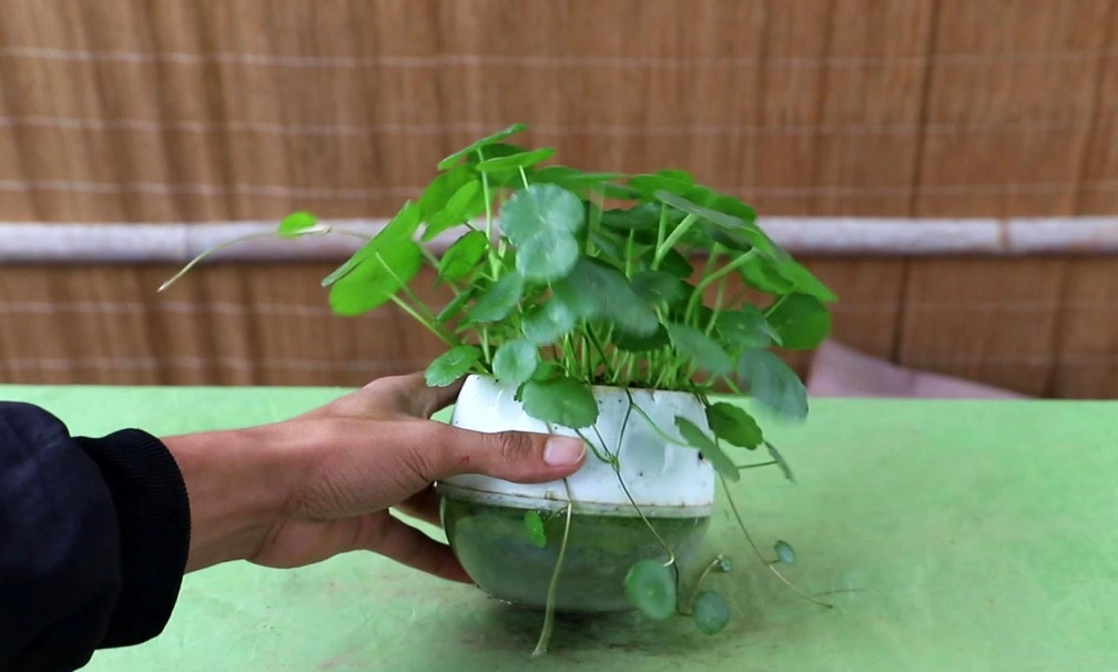 水耕銅錢草葉子變黃