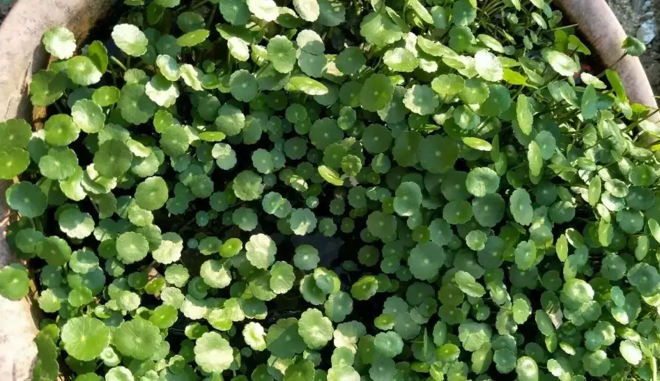 水耕銅錢草葉子變黃