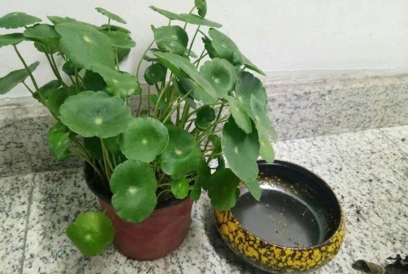 銅錢草水耕爛根