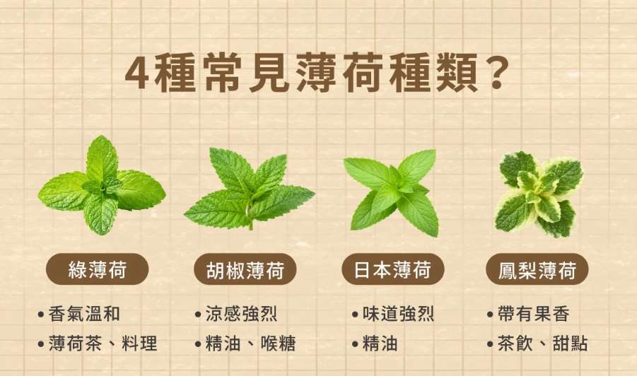 薄荷扦插