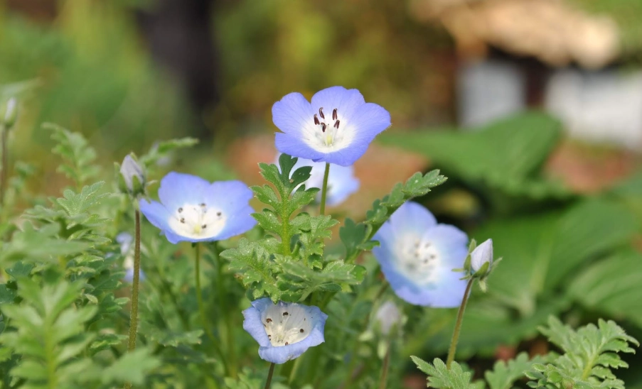 粉蝶花播種時間
