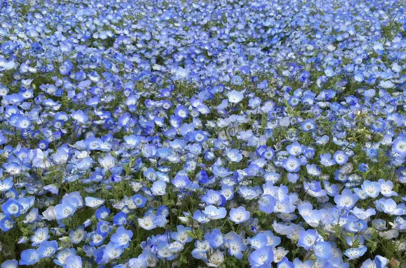 粉蝶花播種時間