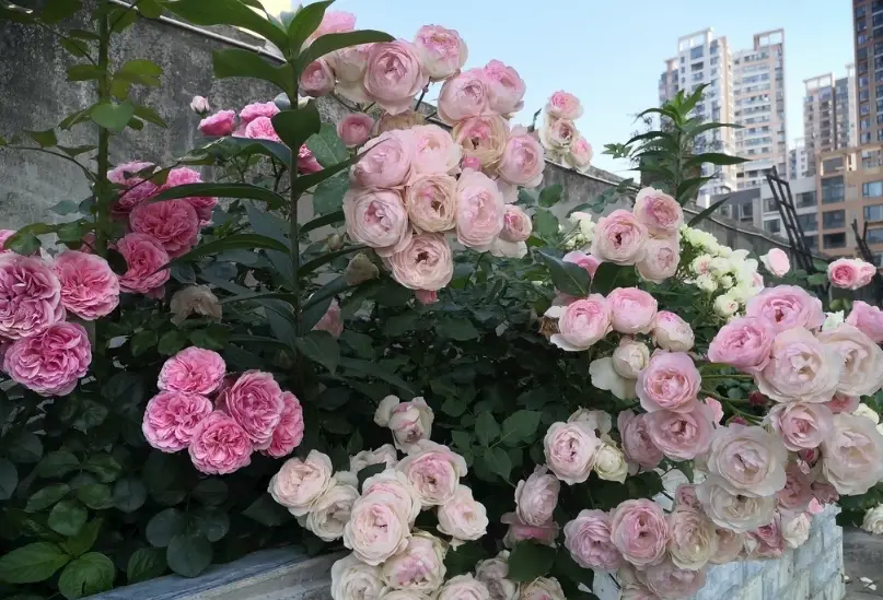 陽台種玫瑰