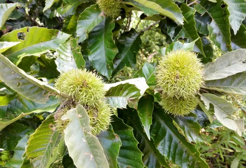 台灣栗子產季