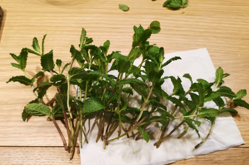 薄荷葉子變黃