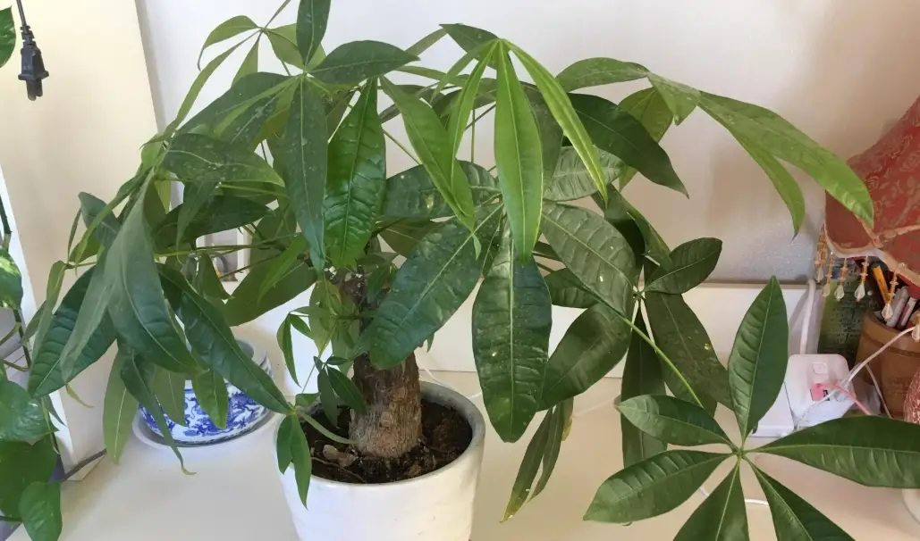 發財樹水耕換水頻率