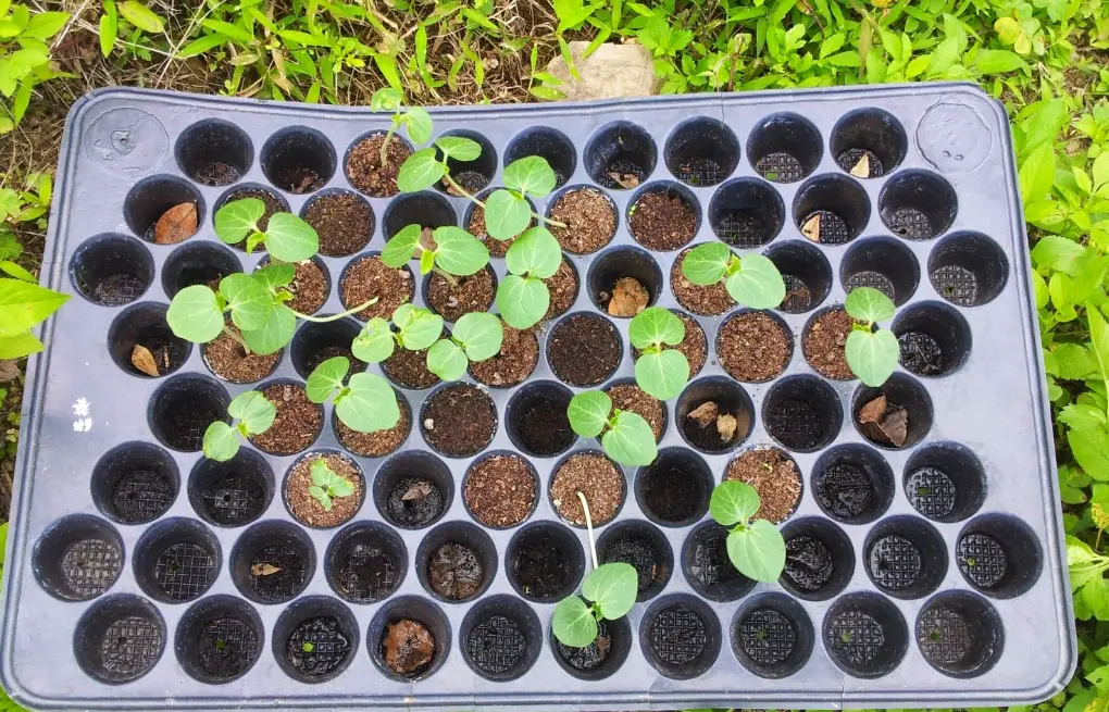 秋葵種子催芽