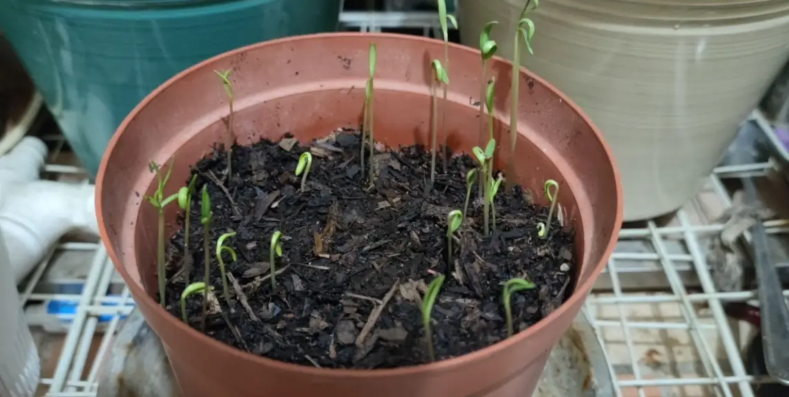 波斯菊種子哪裡買