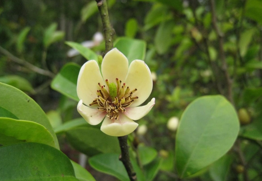 含笑花不開花