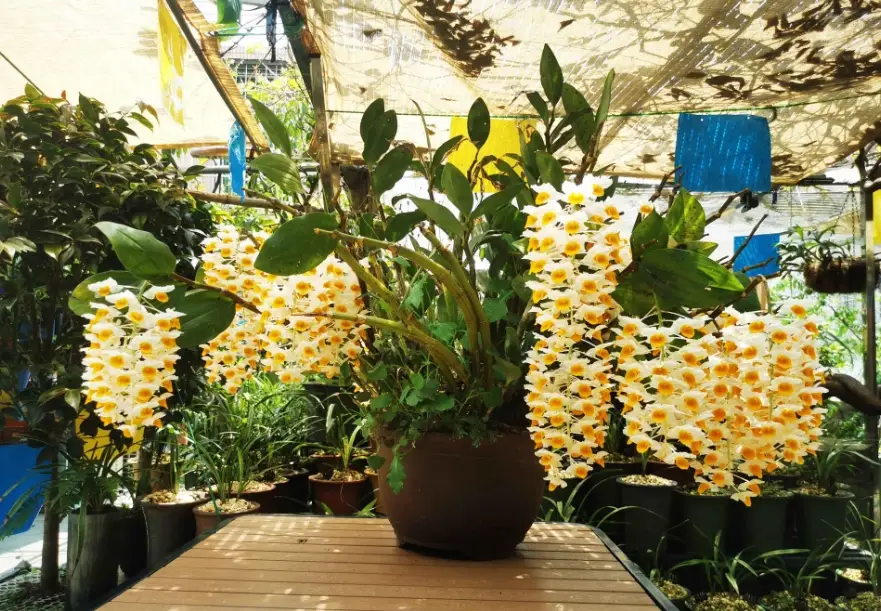 春石斛不開花