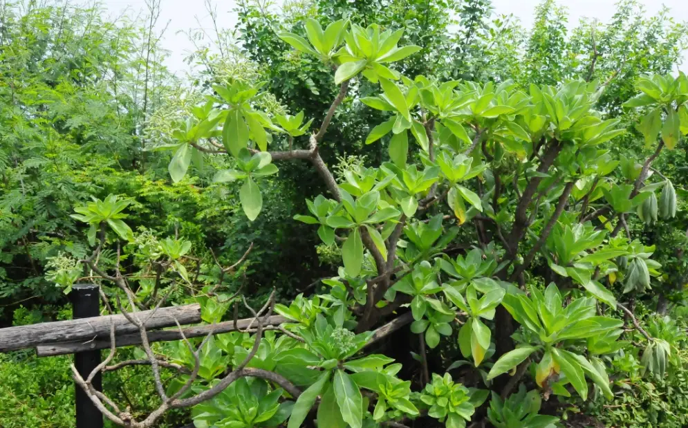 白水木播種