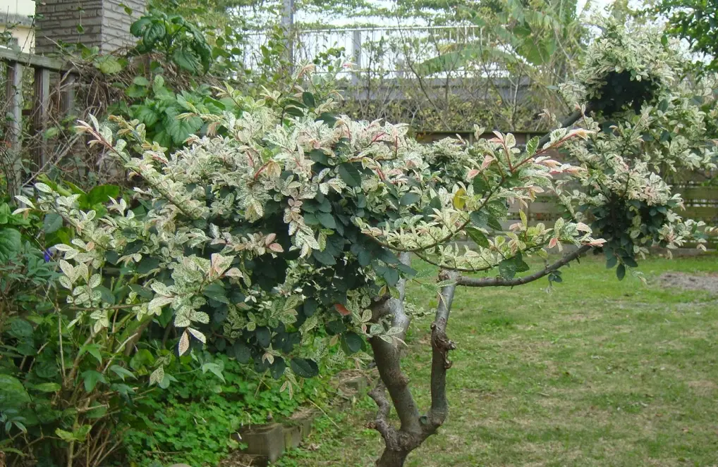 斑葉橡膠樹照顧