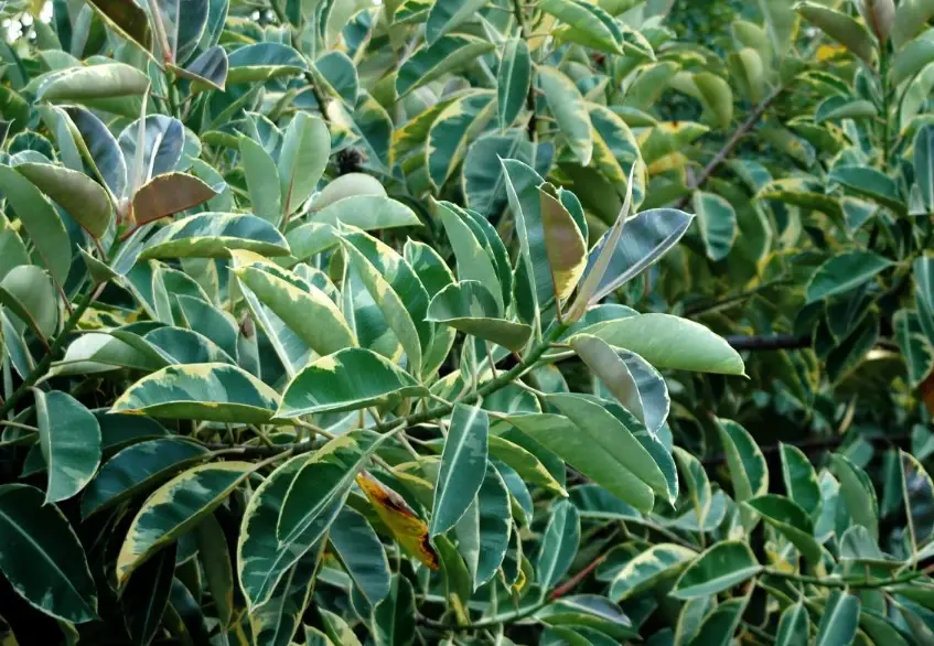 斑葉橡膠樹照顧