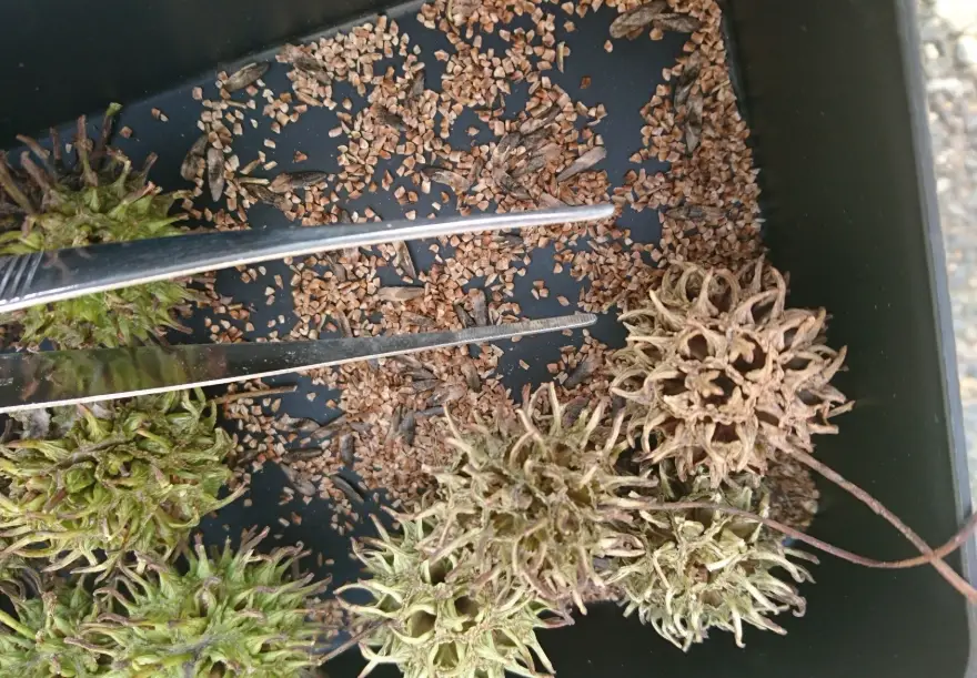 楓樹盆栽照顧