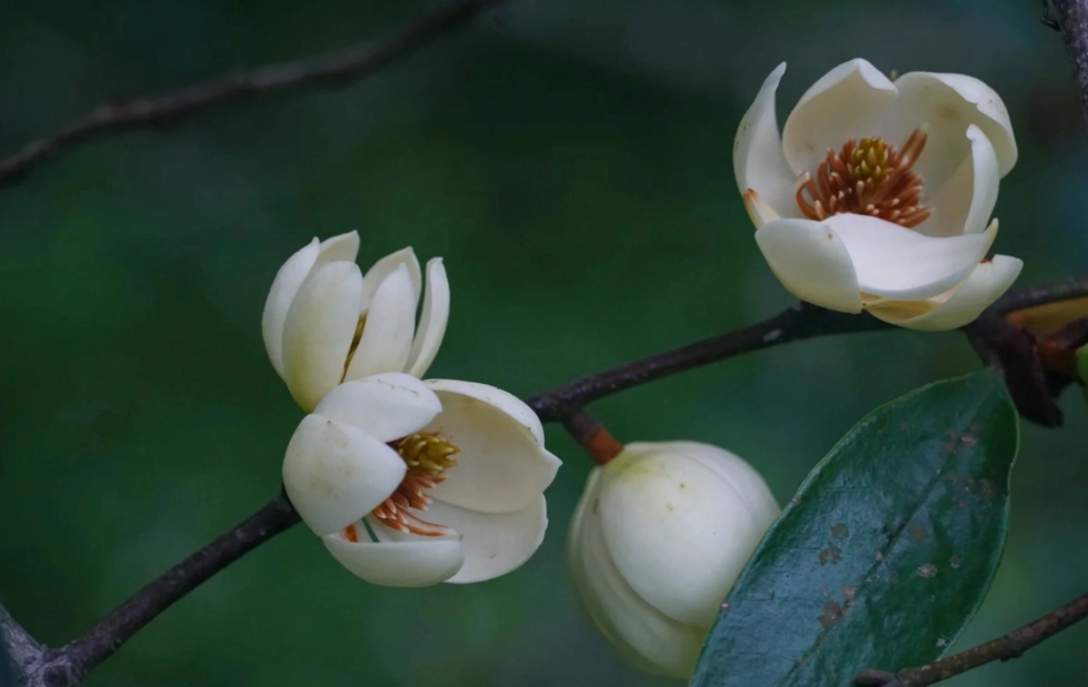 含笑花不開花