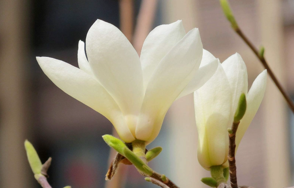 玉蘭花扦插