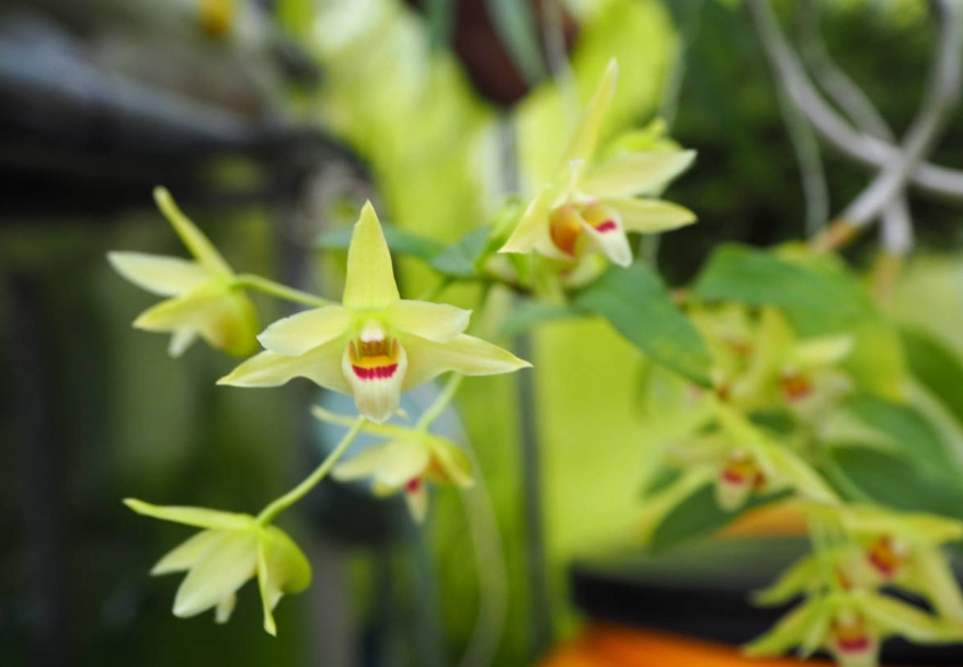 春石斛不開花