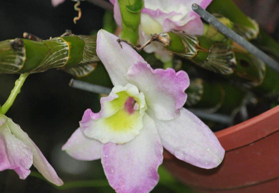 春石斛不開花