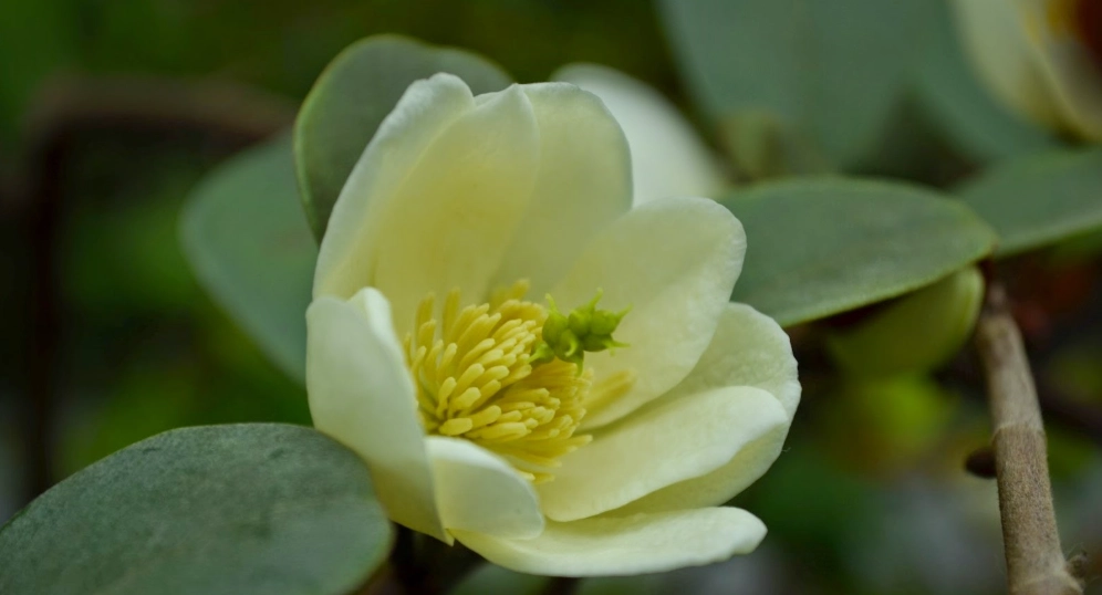 含笑花修剪