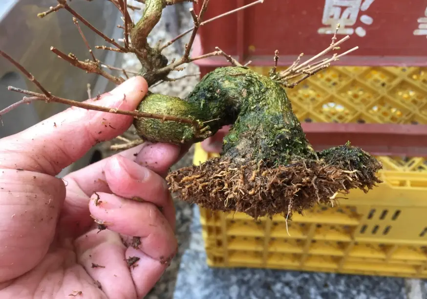 楓樹品種推薦