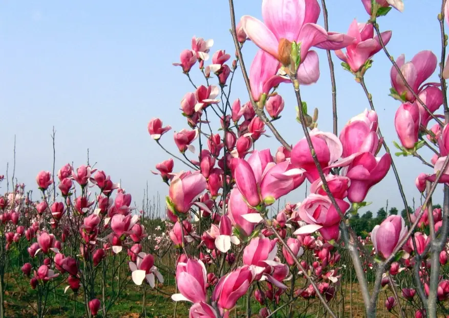 玉蘭花扦插