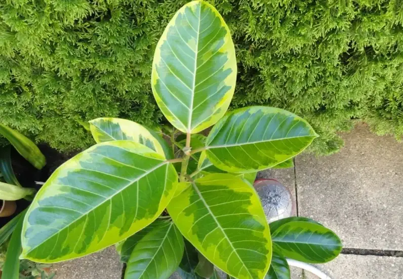 斑葉橡膠樹照顧