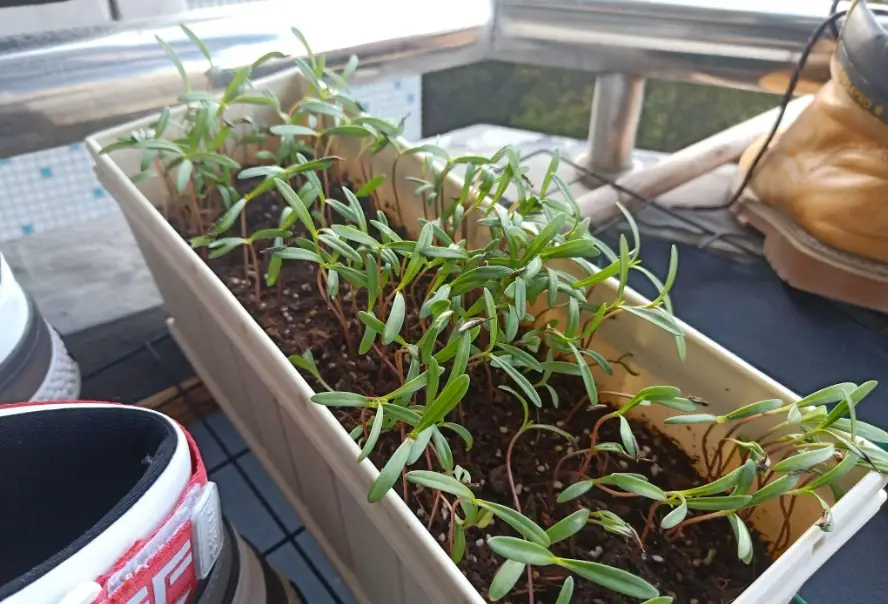 波斯菊播種時間