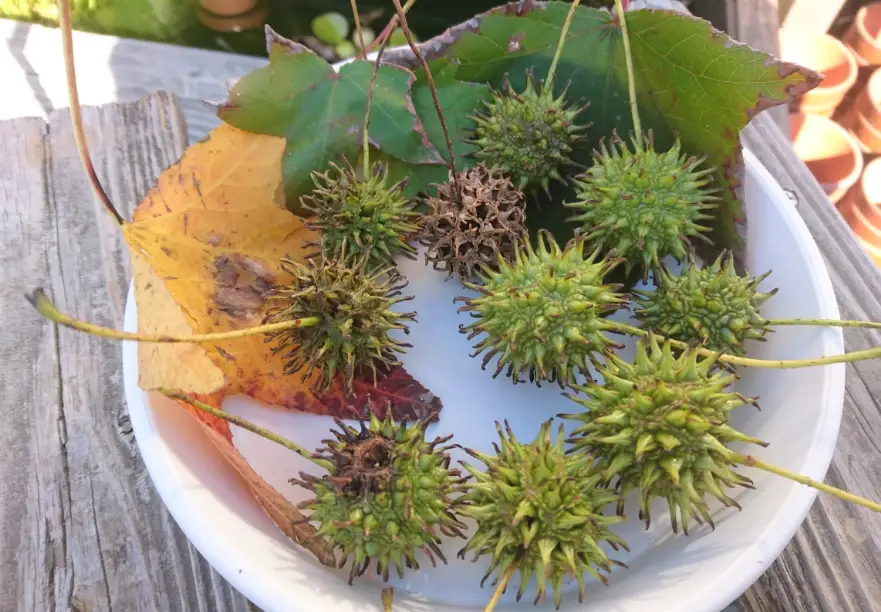楓樹盆栽照顧