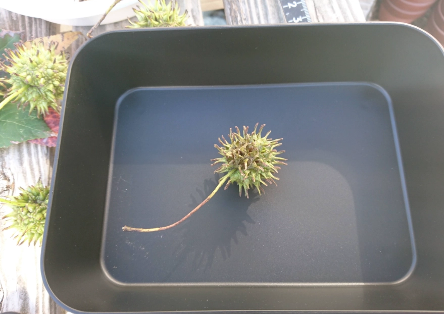 楓樹盆栽照顧