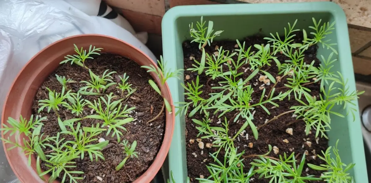 波斯菊種子哪裡買