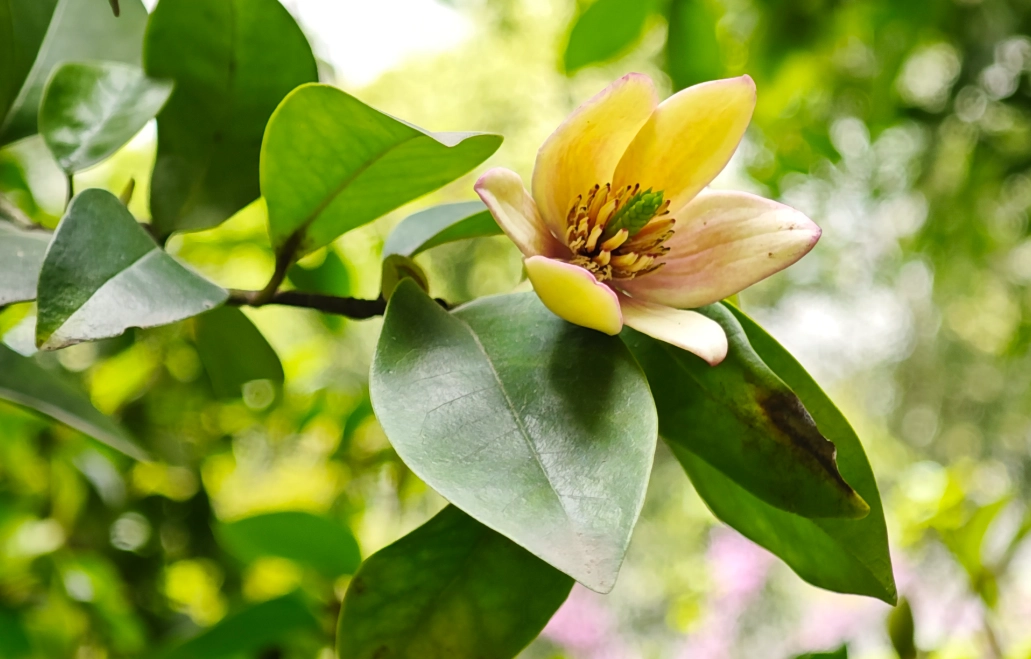 含笑花修剪