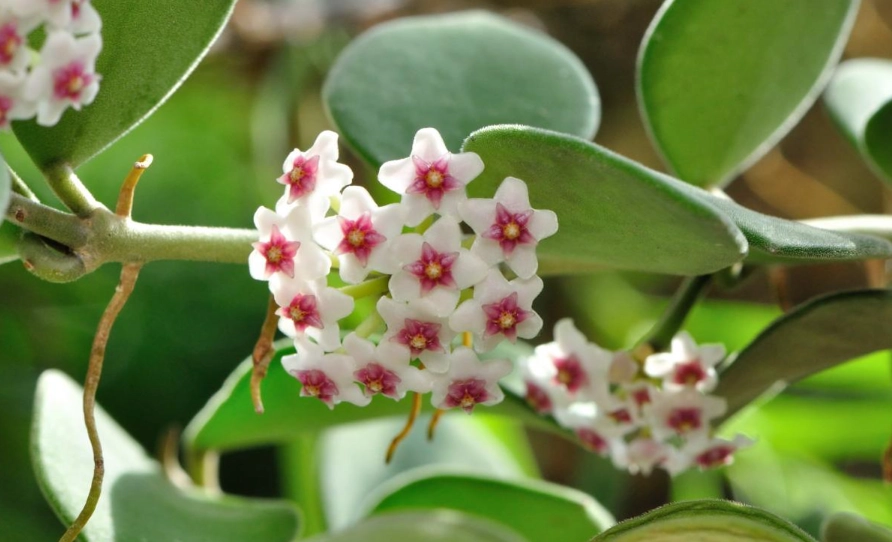 毬蘭不開花