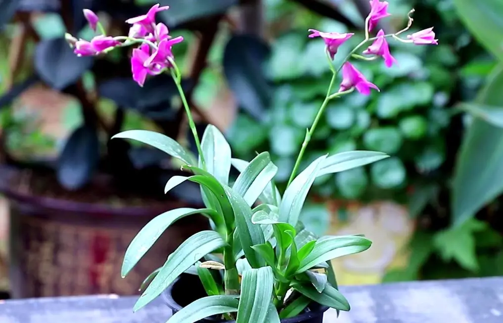 春石斛不開花