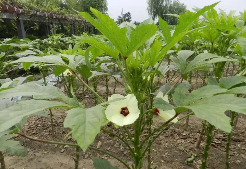 秋葵種子催芽