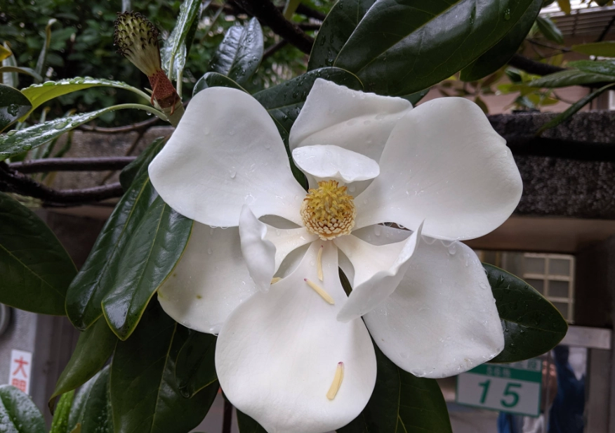 玉蘭花扦插