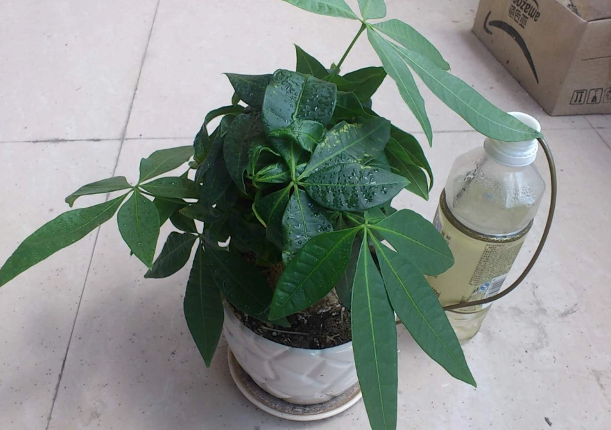 發財樹水耕爛根