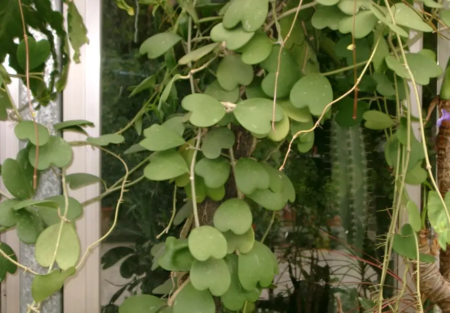 毬蘭不開花