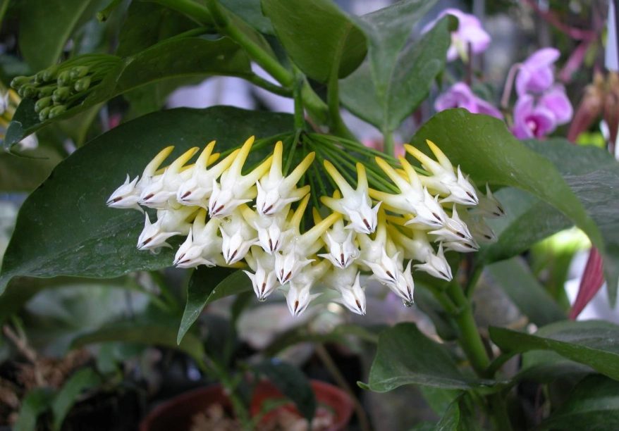 毬蘭不開花