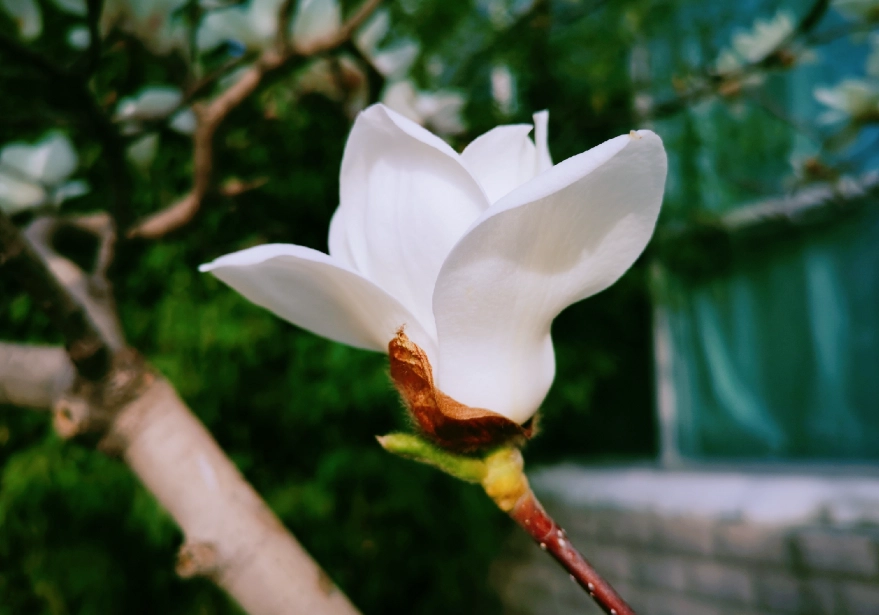 玉蘭花高壓繁殖