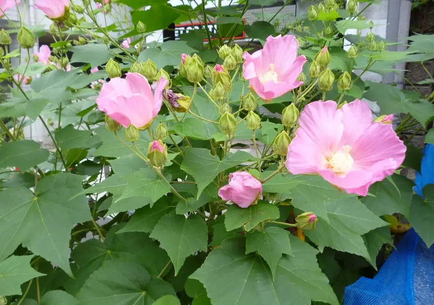 山芙蓉照顧